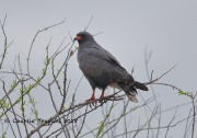 819A0763Snail_Kite copy