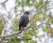819A0776Snail_Kite copy