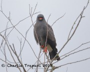819A0798Snail_Kite copy