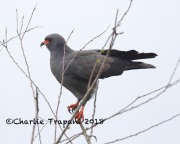 819A0805Snail_Kite copy