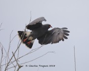 819A0819Snail_Kite copy