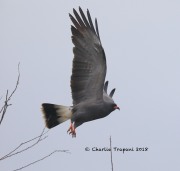 819A0820Snail_Kite copy
