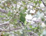 819A0875Mitred_Parakeet