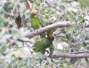 819A0883Mitred_Parakeet