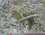 819A0889Mitred_Parakeet