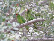 819A0893Mitred_Parakeets