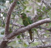 819A0903White-eyed_Parakeet