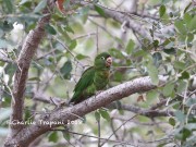 819A0904White-eyed_Parakeet