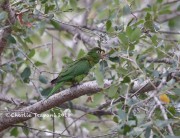 819A0905White-eyed_Parakeet