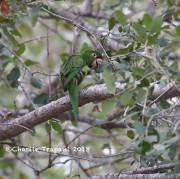 819A0912White-eyed_Parakeet