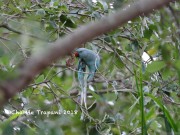 819A0919Rose-ringed_Parakeet