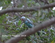 819A0935Rose-ringed_Parakeet