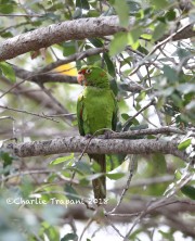 819A0953Mitred_Parakeet