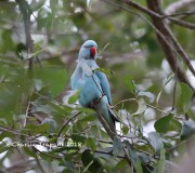 819A0961Rose-ringed_Parakeet