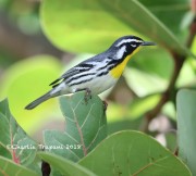 819A0999Yellow-throated_Warbler_On_SeaGrapes