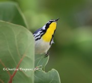 819A1009Yellow-throated_Warbler
