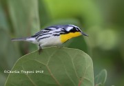 819A1015Yellow-throated_Warbler