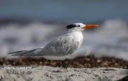 819A1028Royal_Tern_Banded