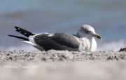 819A1035Lesser_Black-backed_Gull