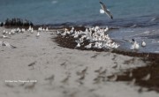 819A1045Royal_Terns