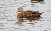 819A1104Mottled_Duck