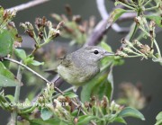 819A1105Oranged-crowned_Warbler