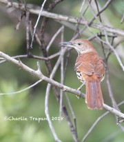 819A1118Brown_Thrasher