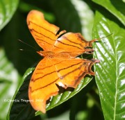 819A1132Ruddy_Daggerwing