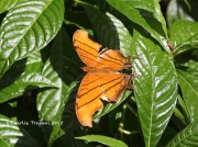 819A1134Ruddy_Daggerwing
