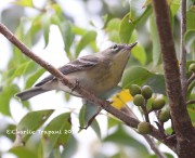 819A1142Pine_Warbler