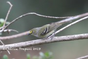 819A1151White-eyed_Vireo