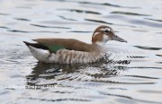 819A1177Ringed_Teal