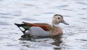 819A1182Ringed_Teal