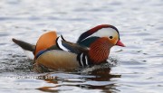 819A1189Mandarin_Duck