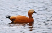 819A1198Ruddy_Shelduck