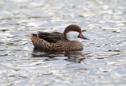 819A1213White-cheeked_Pintail