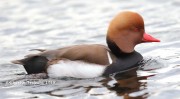 819A1246Red-crested_Pochard