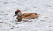 819A1275Red-crested_Pochard