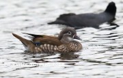 819A1318Mandarin_Duck