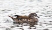 819A1320Mandarin_Duck