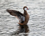 819A1327White-cheeked_Pintail