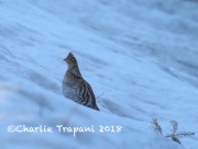 6S3A8788Ruffed_Grouse