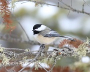 819A1652Black-capped_Chickadee