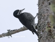 819A1751Female_Black-backed_Woodpecker