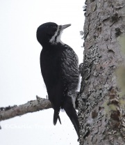 819A1758Female_Black-backed_Woodpecker