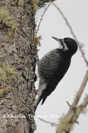 819A1792Female_Black-backed_Woodpecker