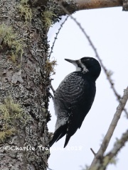 819A1804Female_Black-backed_Woodpecker