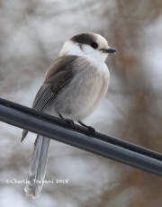 819A1873Gray_Jay