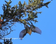 819A1960White-winged_Crossbill