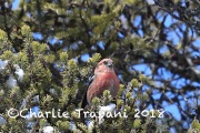 819A1978White-winged_Crossbill